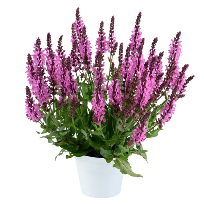 SALVIAPINKNEBULAPL_1.jpg SALVIA Pink Nebula - Image 2