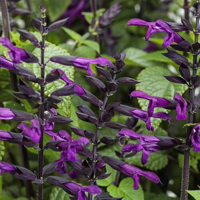 SALVIAROCKINDEEPPURPLE2024PL.jpg