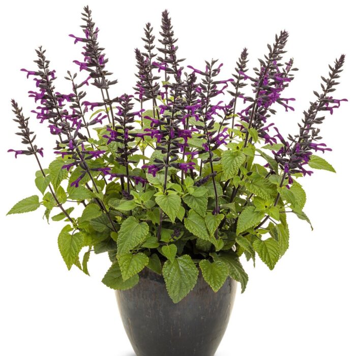 SALVIAROCKINDEEPPURPLE2024PL_1.jpg SALVIA Rockin Deep Purple 2024 - Image 3