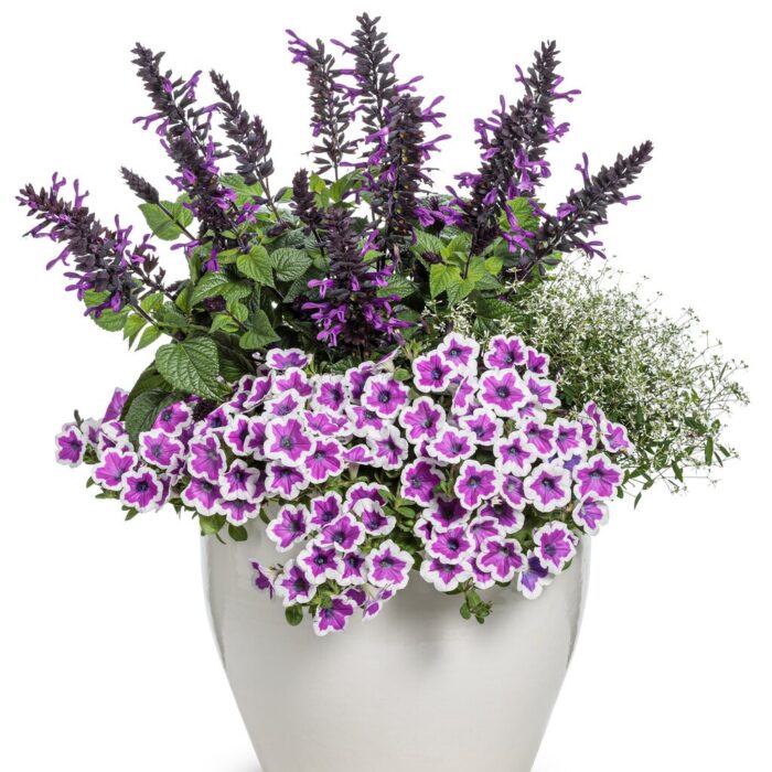 SALVIAROCKINDEEPPURPLE2024PL_2.jpg SALVIA Rockin Deep Purple 2024 - Image 2