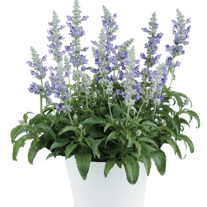 SALVIASALLYFUNBLUEICEPL_1.jpg SALVIA Sallyfun Blue Ice - Image 2