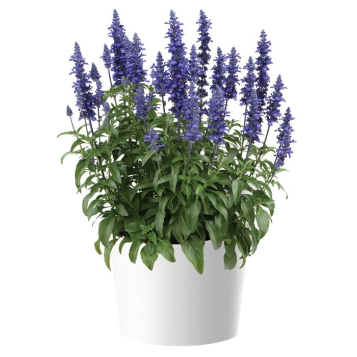 SALVIASALLYFUNBLUELAGOONPL_1.jpg SALVIA Sallyfun Blue Lagoon - Image 2
