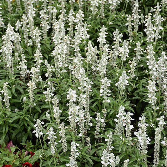 SALVIASALLYFUNPUREWHITEPL_1.jpg SALVIA Sallyfun Pure White - Image 3