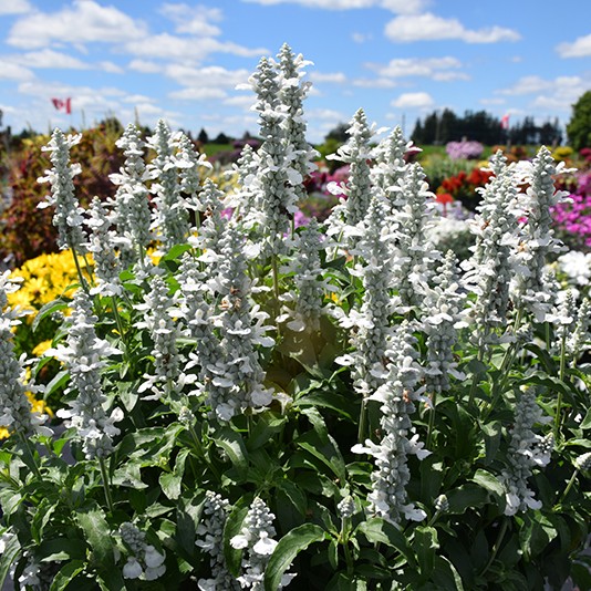 SALVIASALLYFUNPUREWHITEPL_2.jpg SALVIA Sallyfun Pure White - Image 2