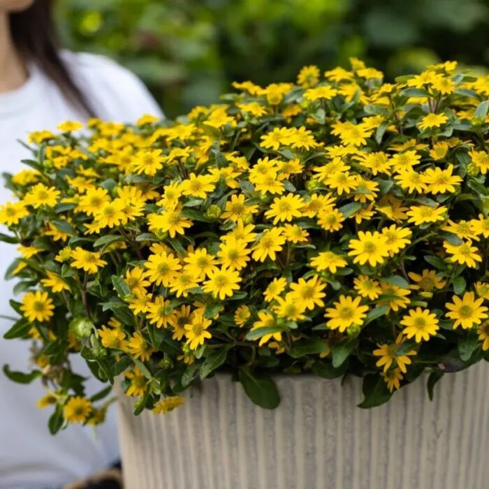 SANVITALIA Goldbini - Image 2