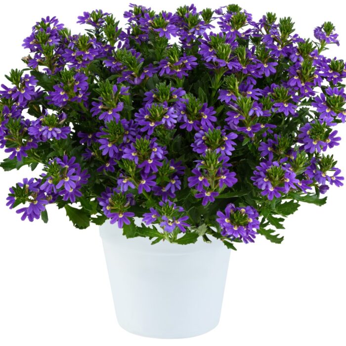 SCAEVOLA Indigo Touch - Image 2