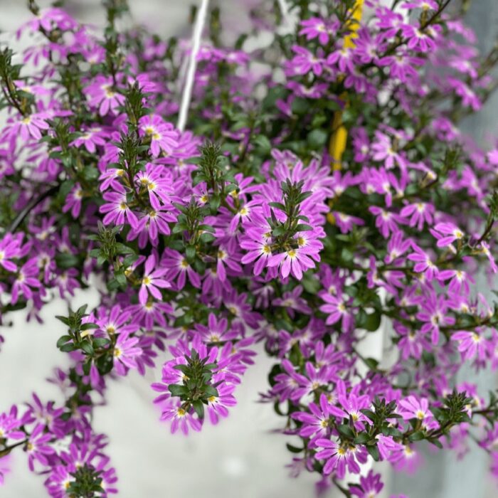 SCAEVOLA Lilac - Image 2