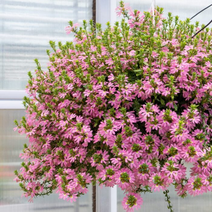 SCAEVOLA Pink Compact - Image 3