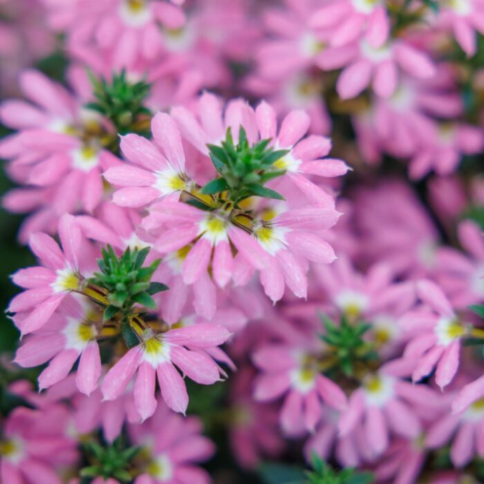 SCAEVOLA Pink Compact - Image 2