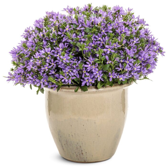SCAEVOLA Stardiva Blue - Image 3
