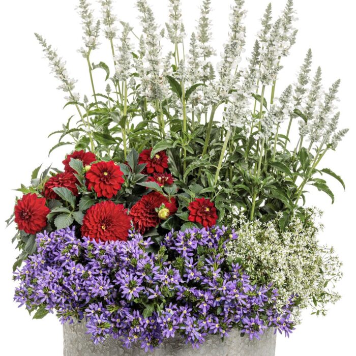 SCAEVOLA Stardiva Blue - Image 2