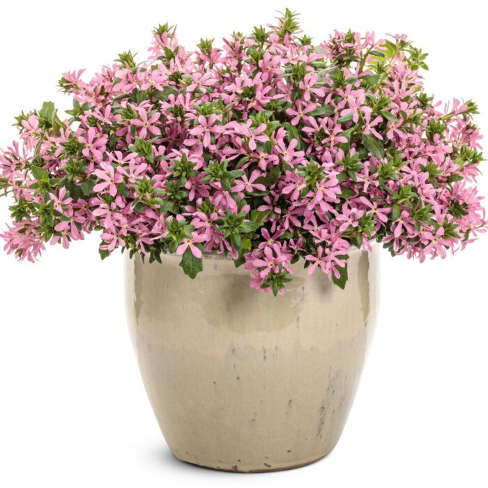 SCAEVOLA Stardiva Pink - Image 2