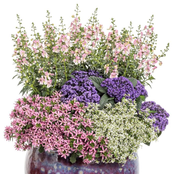 SCAEVOLA Stardiva Pink - Image 3