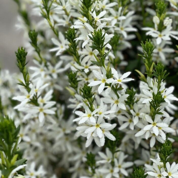 SCAEVOLA Stardiva White - Image 2