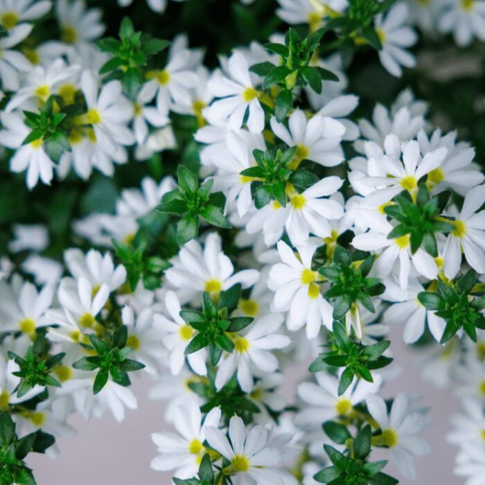 SCAEVOLA Surdiva Snow Blanket - Image 3