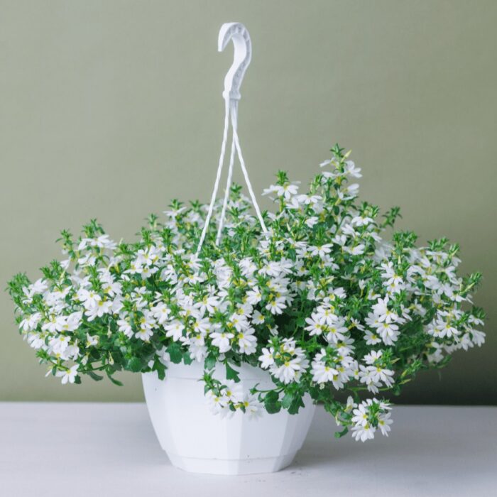 SCAEVOLA Surdiva Snow Blanket - Image 2