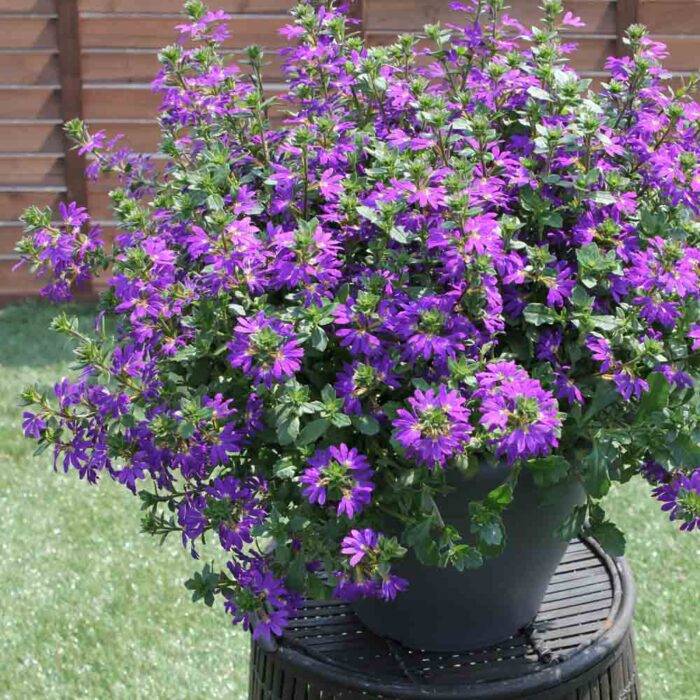 SCAEVOLA Surdiva Super Purple - Image 2