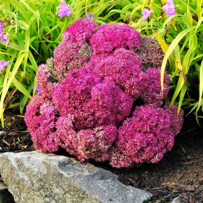 SEDUM Birthday Party - Image 3
