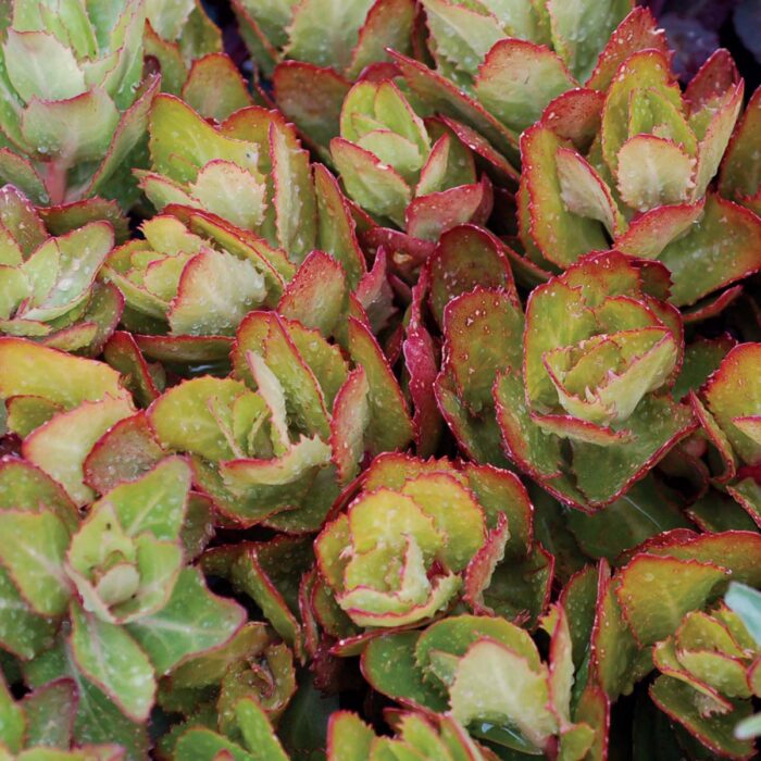 SEDUM Birthday Party - Image 2