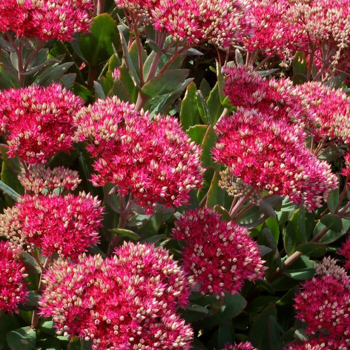 SEDUM Class Act - Image 4