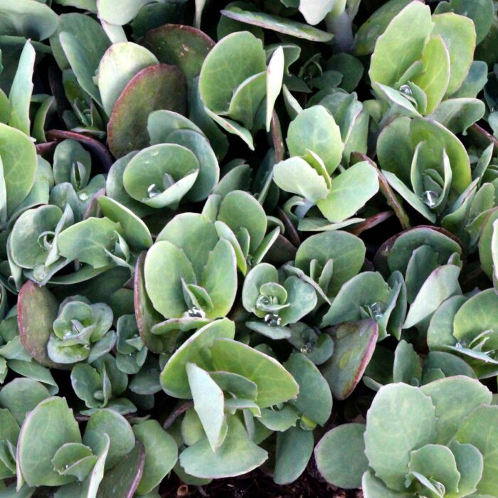 SEDUM Class Act - Image 2