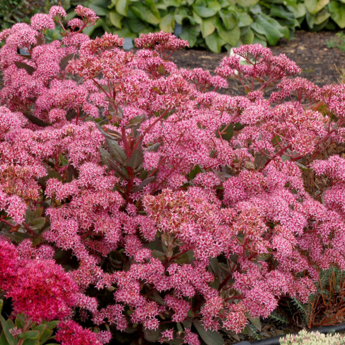 SEDUM Cloud Walker - Image 2