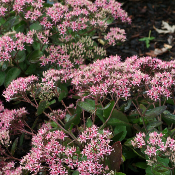 SEDUM Cloud Walker - Image 3