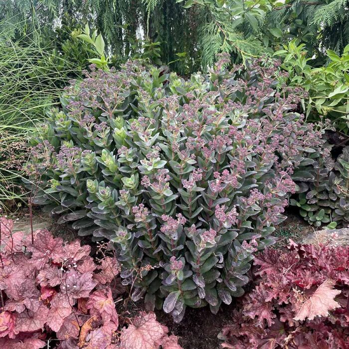 SEDUM Conga Line - Image 4