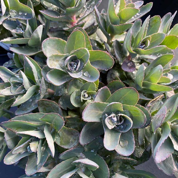 SEDUM Conga Line - Image 3