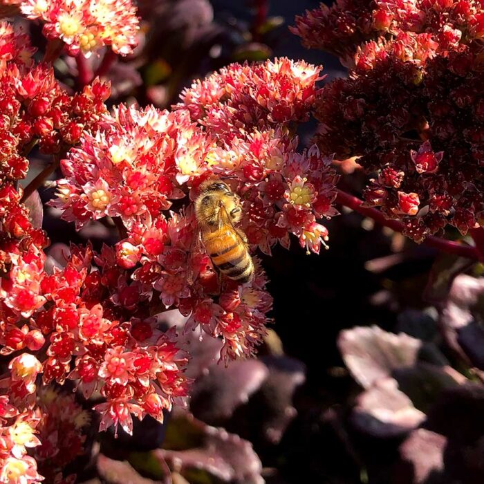 SEDUM Conga Line - Image 2