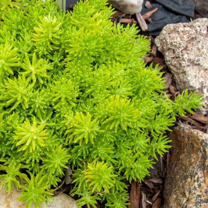 SEDUM Lemon Ball - Image 2