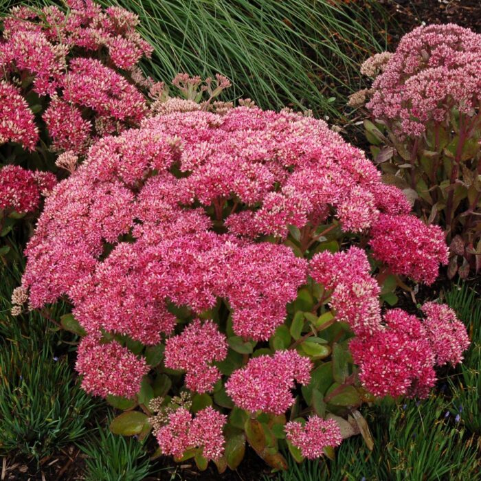 SEDUM Mr. Goodbud - Image 3