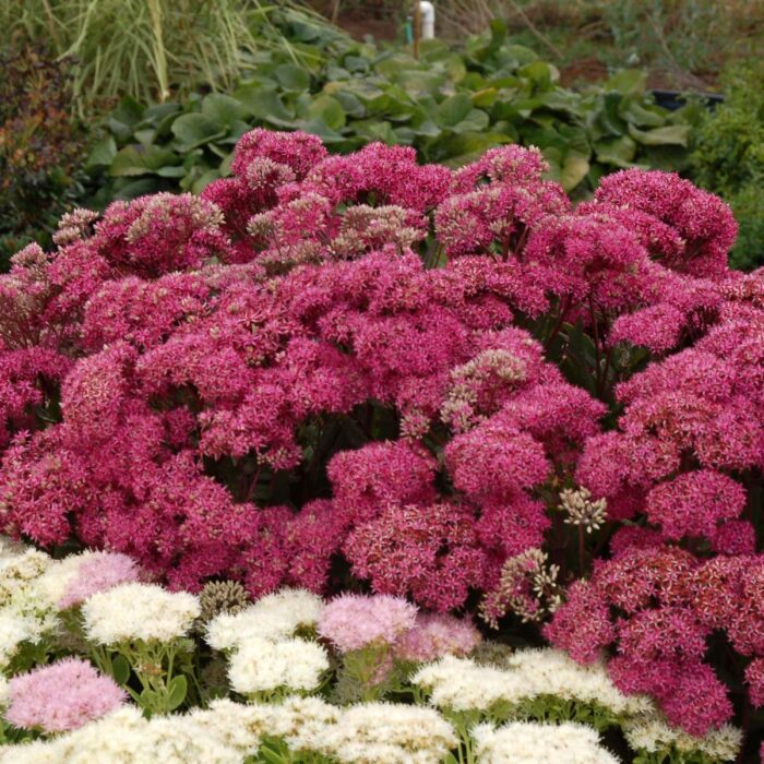SEDUM Mr. Goodbud - Image 5