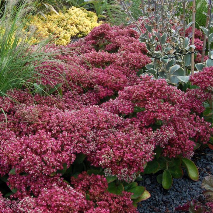 SEDUM Mr. Goodbud - Image 2