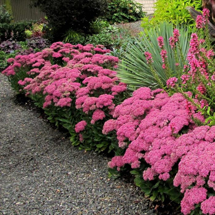 SEDUM Mr. Goodbud - Image 4