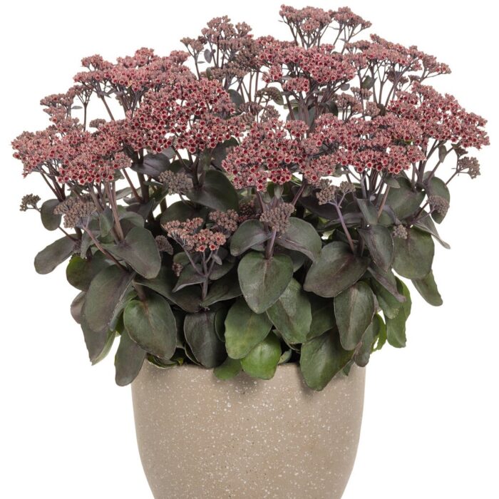 SEDUM ROCK N Grow Back in Black - Image 4