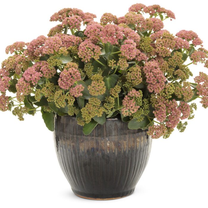 SEDUM ROCK N Grow Coraljade - Image 2
