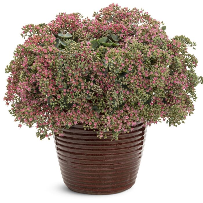 SEDUM ROCK N Round Popstar - Image 3