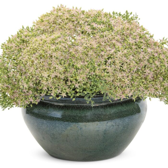SEDUM ROCK N Round Pride and Joy - Image 2