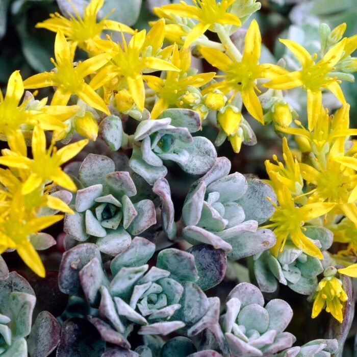 SEDUM spath.Purpureum - Image 2