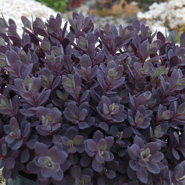 SEDUM SUNSPARKLER Plum Dazzled - Image 2