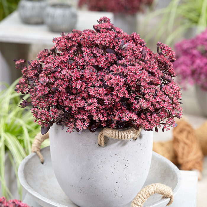 SEDUM SUNSPARKLER Plum Dazzled - Image 3