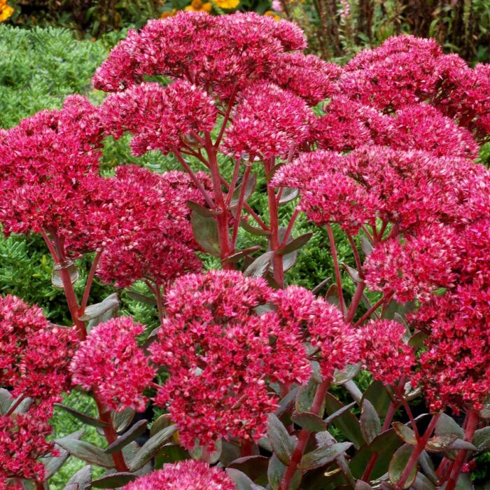 SEDUM Thunderhead - Image 4