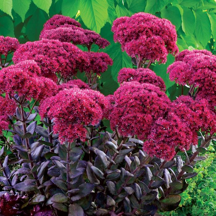 SEDUM Thunderhead - Image 3