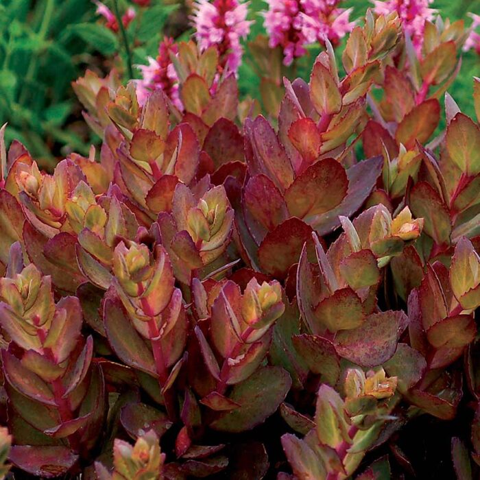 SEDUM Thunderhead - Image 2
