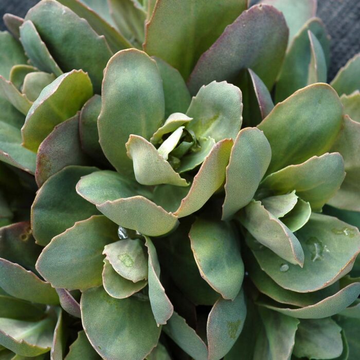 SEDUM Thunderhead - Image 5
