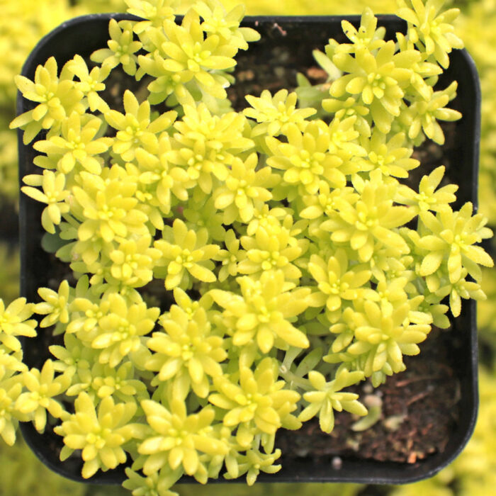 SEDUM Tokyo Sun - Image 3