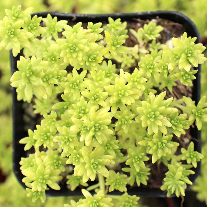 SEDUM Tokyo Sun - Image 2