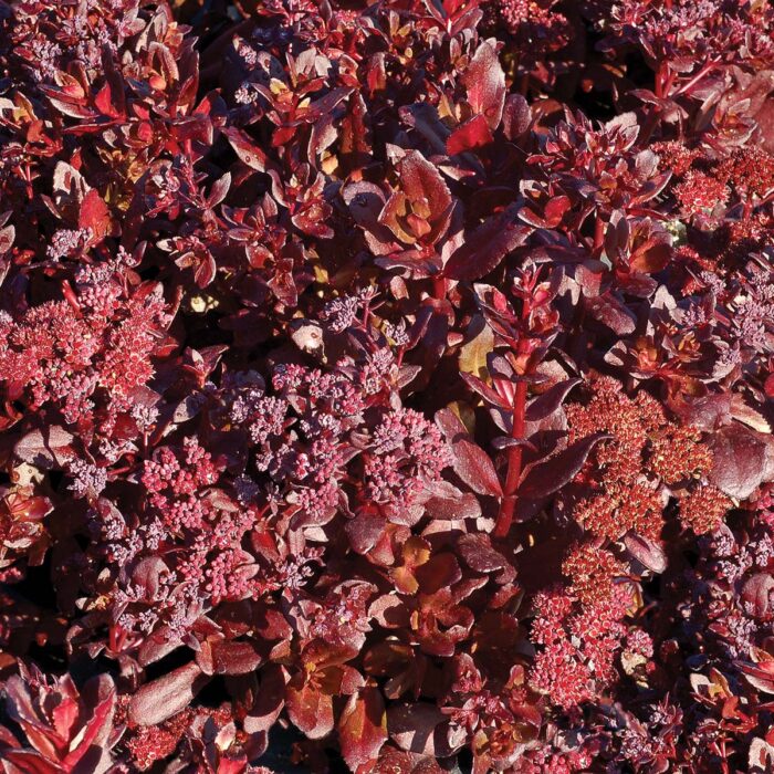 SEDUM Touchdown Teak - Image 2