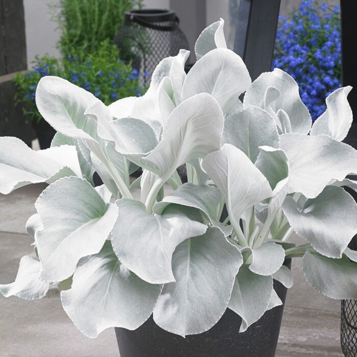 SENECIOANGELWINGSPL_1.jpg SENECIO Angel Wings - Image 2